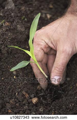 Stock Image - Man planting sweetcorn at allotment. Fotosearch