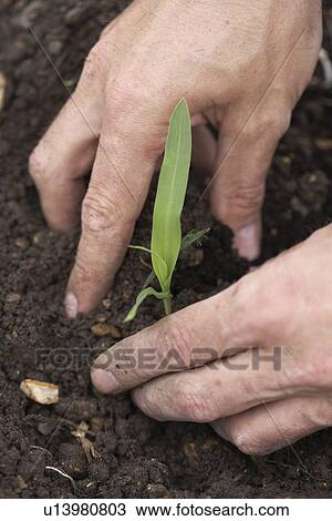 Man planting sweetcorn at allotment View Large Photo Image Stock Image - Man planting sweetcorn at allotment. Fotosearch