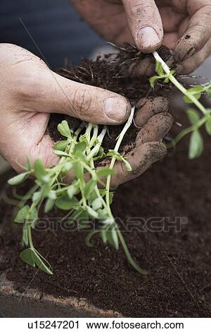 Man separating and planting peas at allotment View Large Photo Image Stock Image - Man separating and planting peas at allotment. Fotosearch