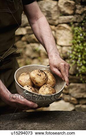Man with bowl of fresh picked potatoes View Large Photo Image Stock Image - Man with bowl of fresh picked potatoes. Fotosearch
