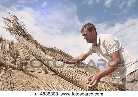 Man working on straw roof View Large Photo Image Stock Photo - Man working on straw roof. Fotosearch