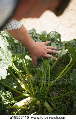 Stock Photography - Older man examining vegetables in garden. Fotosearch