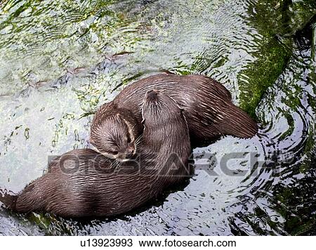 Stock Image - Otters playing in river. Fotosearch