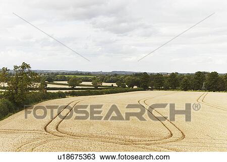 Stock Image - Paths carved in crop field. Fotosearch