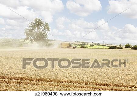 Stock Photo - Paths carved in crop field. Fotosearch
