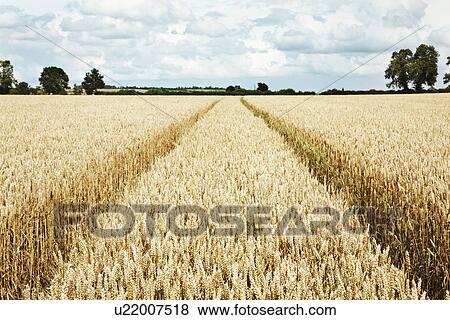 Paths carved in field of tall wheat View Large Photo Image Stock Photo - Paths carved in field of tall wheat. Fotosearch