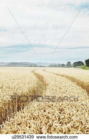 Paths carved in field of tall wheat View Large Photo Image Stock Photo - Paths carved in field of tall wheat. Fotosearch