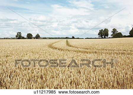 Stock Photography - Paths carved in field of tall wheat. Fotosearch
