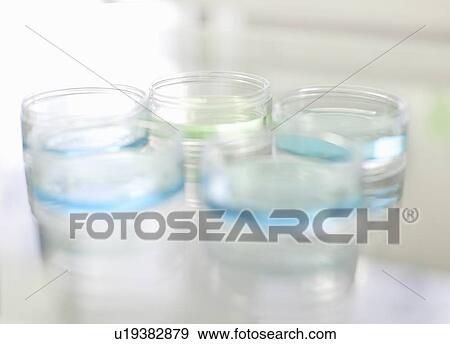 Stock Photo - Petri dishes of liquid in lab. Fotosearch
