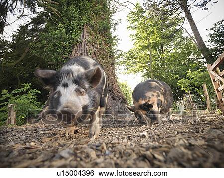 Stock Photograph - Pigs rooting on dirt ground. Fotosearch