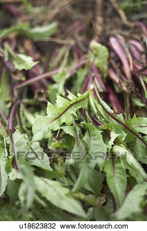 Salad Leaves dug up at an allotment View Large Photo Image Stock Image - Salad Leaves dug up at an allotment. Fotosearch