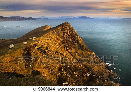 Sheep grazing on coastal hillside View Large Photo Image Picture - Sheep grazing on coastal hillside. Fotosearch
