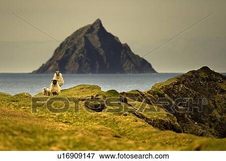Sheep grazing on grassy hillside View Large Photo Image Stock Photo - Sheep grazing on grassy hillside. Fotosearch
