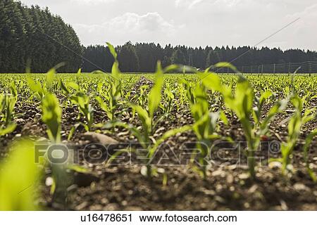 Sprouts growing in crop field View Large Photo Image Stock Image - Sprouts growing in crop field. Fotosearch