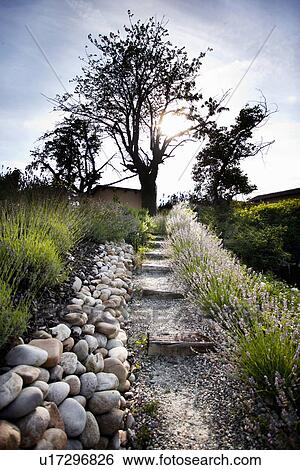 Stone path leading to tree View Large Photo Image Stock Photograph - Stone path leading to tree. Fotosearch