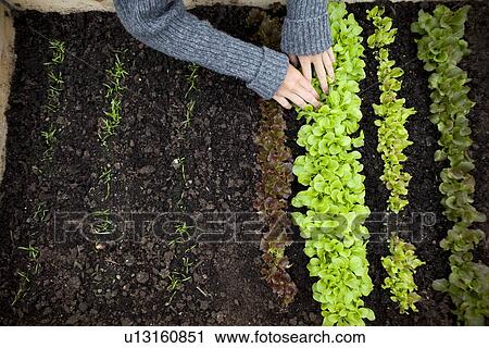 Stock Image - Teenage girl planting seedlings. Fotosearch