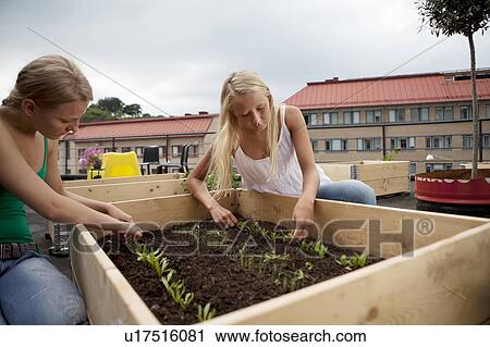 Teenage girls working in plant box View Large Photo Image Stock Image - Teenage girls working in plant box. Fotosearch