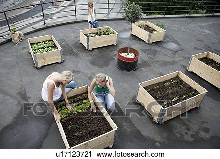 Teenage girls working in plant boxes View Large Photo Image Stock Image - Teenage girls working in plant boxes. Fotosearch