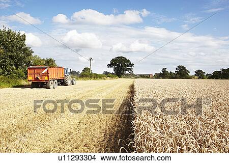 Tractor driving in harvested crop field View Large Photo Image Picture - Tractor driving in harvested crop field. Fotosearch