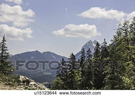 Picture - Trees overlooking rocky mountains. Fotosearch