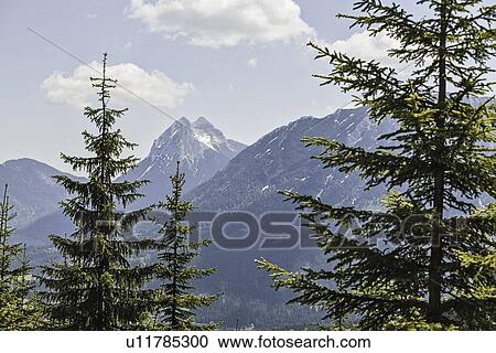 Trees overlooking rocky mountains View Large Photo Image Stock Image - Trees overlooking rocky mountains. Fotosearch