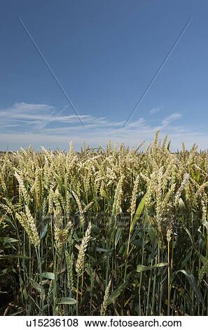 Wheat stalks in field under blue sky View Large Photo Image Stock Photo - Wheat stalks in field under blue sky. Fotosearch