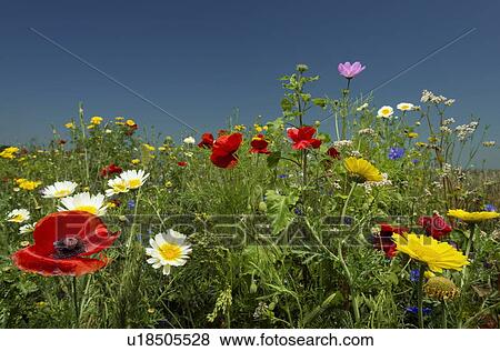 Wildflowers growing in rural field View Large Photo Image Stock Photo - Wildflowers growing in rural field. Fotosearch