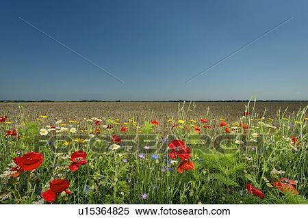 Wildflowers growing in rural field View Large Photo Image Stock Photography - Wildflowers growing in rural field. Fotosearch