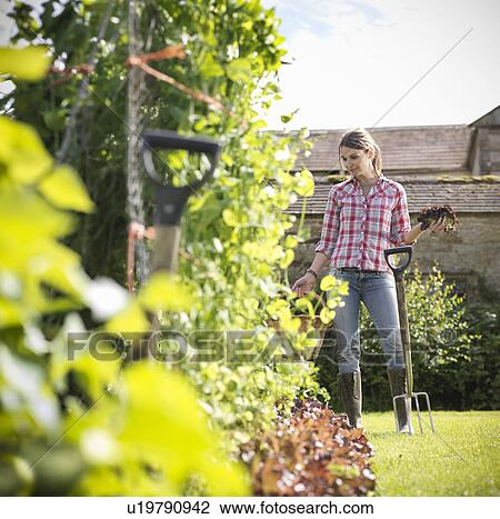 Stock Image - Woman working in garden. Fotosearch