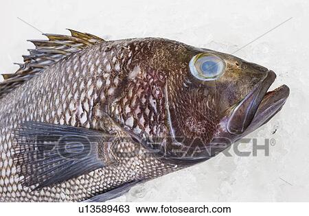 Bass fish, studio shot View Large Photo Image Stock Image - Bass fish, studio shot. Fotosearch