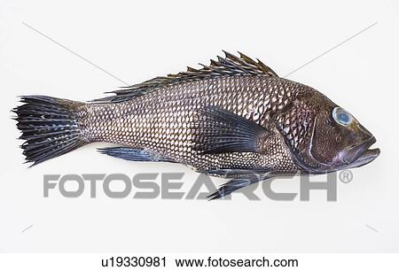 Stock Image - Bass fish, studio shot. Fotosearch