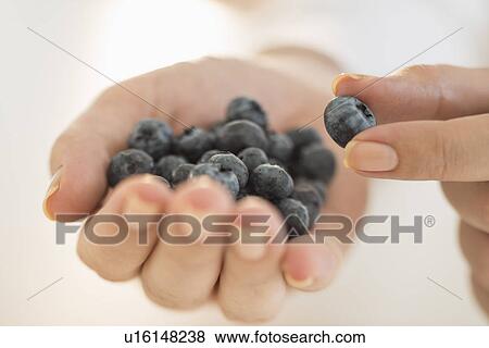 Blueberries on woman's hand View Large Photo Image Stock Photo - Blueberries on woman's hand. Fotosearch