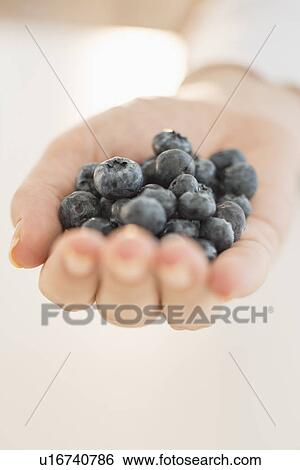 Blueberries on woman's hand View Large Photo Image Stock Photograph - Blueberries on woman's hand. Fotosearch