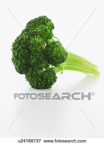 Stock Photo - Broccoli on white background, studio shot. Fotosearch