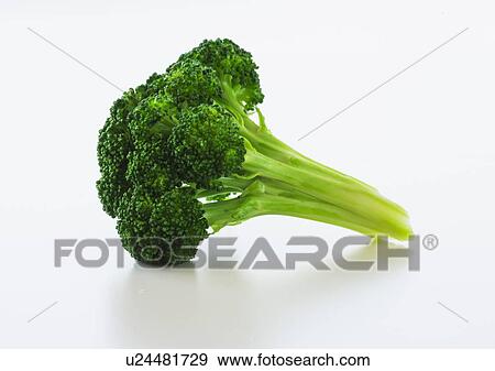 Broccoli on white background, studio shot View Large Photo Image Stock Photo - Broccoli on white background, studio shot. Fotosearch