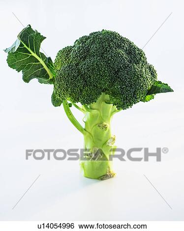 Stock Photograph - Broccoli on white background, studio shot. Fotosearch