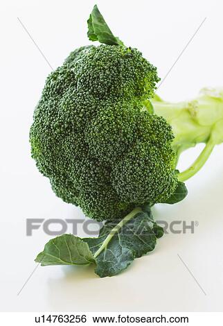 Broccoli on white background, studio shot View Large Photo Image Stock Photograph - Broccoli on white background, studio shot. Fotosearch