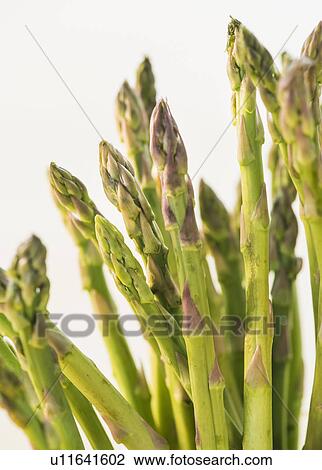Bunch of asparagus, studio shot View Large Photo Image Stock Image - Bunch of asparagus, studio shot. Fotosearch