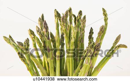 Bunch of asparagus, studio shot View Large Photo Image Stock Photo - Bunch of asparagus, studio shot. Fotosearch