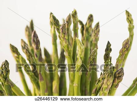 Stock Photo - Bunch of asparagus, studio shot. Fotosearch
