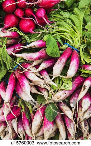 Stock Image - Bunches of radish. Fotosearch