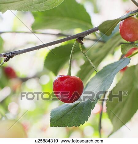 Cherries on cherry tree View Large Photo Image Stock Image - Cherries on cherry tree. Fotosearch