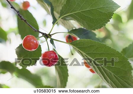 Cherries on cherry tree View Large Photo Image Stock Photography - Cherries on cherry tree. Fotosearch