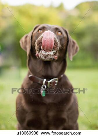 Stock Photo - Chocolate Lab. Fotosearch