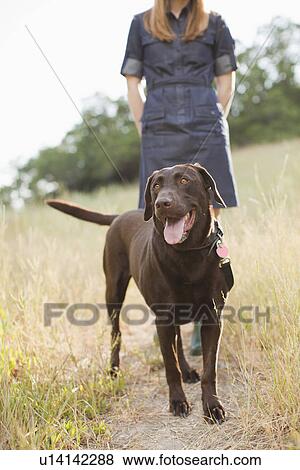 Stock Photo - Chocolate Lab. Fotosearch