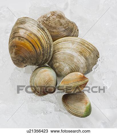 Close up of clams, studio shot View Large Photo Image Stock Image - Close up of clams, studio shot. Fotosearch