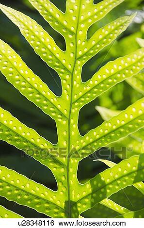 Stock Photograph - Close up of leaf. Fotosearch