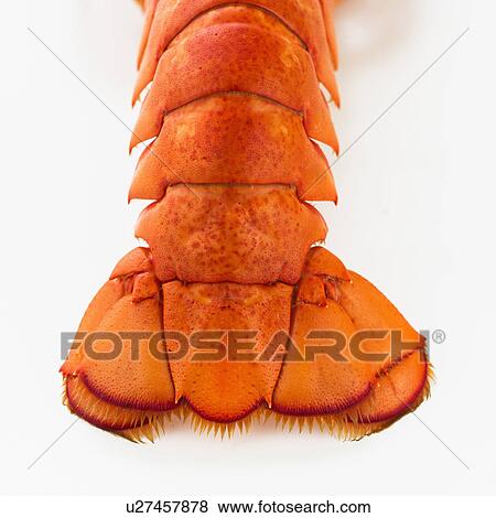 Close up of lobster's tail, studio shot View Large Photo Image Stock Photo - Close up of lobster's tail, studio shot. Fotosearch
