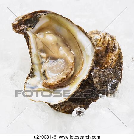 Stock Photograph - Close up of oyster, studio shot. Fotosearch