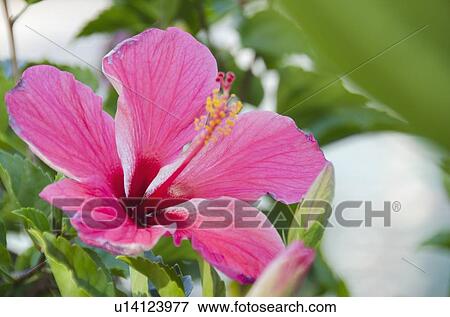 Stock Photo - Close-up of pink hibiscus. Fotosearch